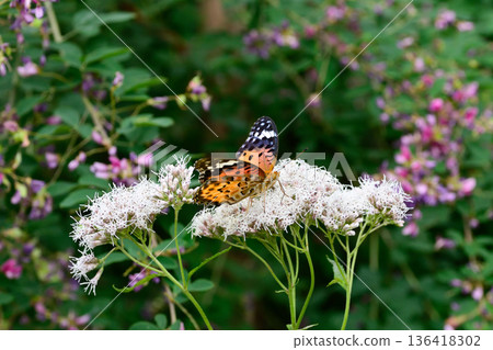 Nashiki Shrine Fujibakama and Indica fritillary 136418302