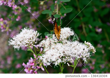 梨木神社藤貝母和秈貝母 136418304