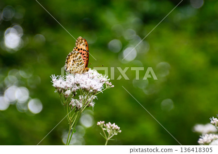 梨木神社藤貝母和秈貝母 136418305