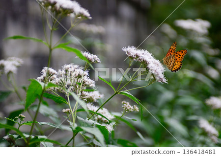 Kawado (Gyoganji Temple) Fujibakama and Indica fritillary 136418481