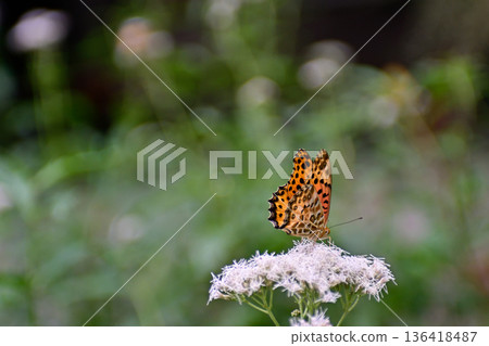 Kawado (Gyoganji Temple) Fujibakama and Indica fritillary Kawado (Gyoganji Temple) Fujibakama and Indica fritillary 136418487