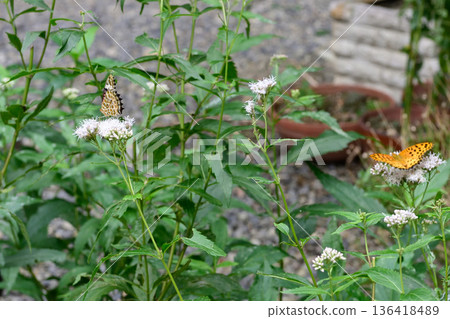 Kawado (Gyoganji Temple) Fujibakama and Indica fritillary 136418489