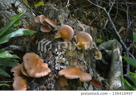 Tsukiyotake 136418497