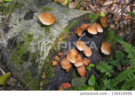 Tsukiyotake 136418498