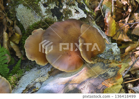 Omphalotus刺參 Omphalotus刺參 136418499