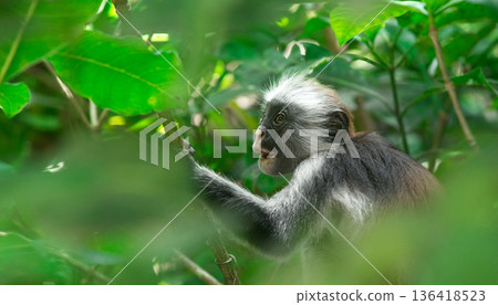 Red colobus Piliocolobus kirki monkey on the deposed wood , Jozani forest, Zanzibar, Tanzania Red colobus Piliocolobus kirki monkey on the deposed wood , Jozani forest, Zanzibar, Tanzania 136418523