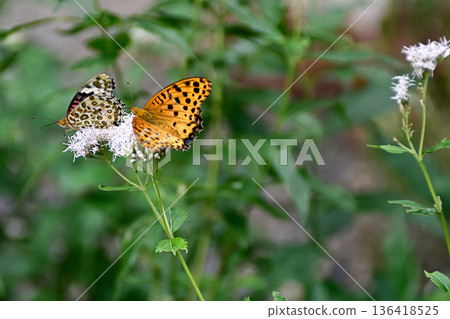 Fujibakama and Indica fritillary (courtship behavior) at Kagedo (Gyoganji Temple) 136418525