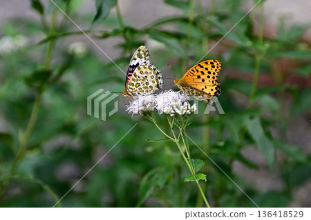 Fujibakama and Indica fritillary (courtship behavior) at Kagedo (Gyoganji Temple) Fujibakama and Indica fritillary (courtship behavior) at Kagedo (Gyoganji Temple) 136418529