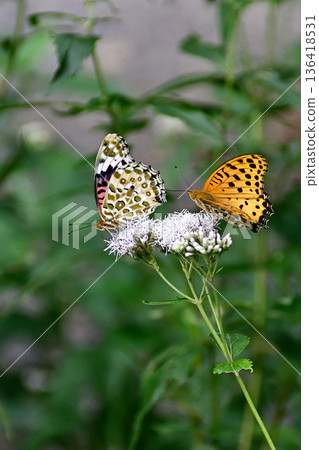 Fujibakama and Indica fritillary (courtship behavior) at Kagedo (Gyoganji Temple) Fujibakama and Indica fritillary (courtship behavior) at Kagedo (Gyoganji Temple) 136418531