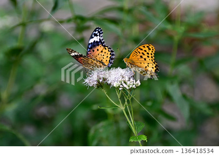 Fujibakama and Indica fritillary (courtship behavior) at Kagedo (Gyoganji Temple) Fujibakama and Indica fritillary (courtship behavior) at Kagedo (Gyoganji Temple) 136418534
