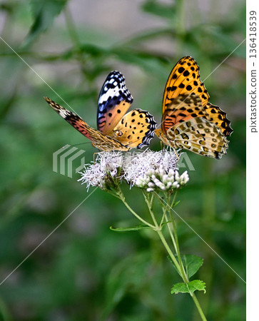 Fujibakama and Indica fritillary (courtship behavior) at Kagedo (Gyoganji Temple) Fujibakama and Indica fritillary (courtship behavior) at Kagedo (Gyoganji Temple) 136418539