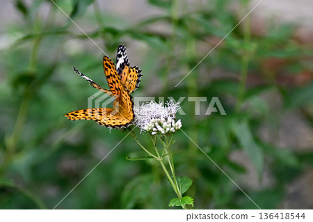 Fujibakama and Indica fritillary (courtship behavior) at Kagedo (Gyoganji Temple) 136418544