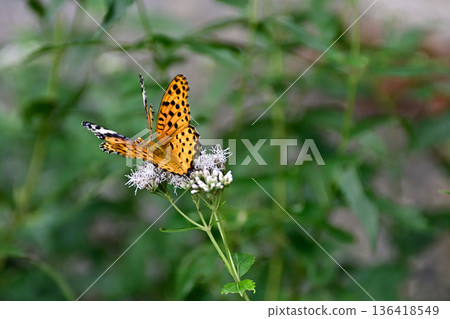 Fujibakama and Indica fritillary (courtship behavior) at Kagedo (Gyoganji Temple) Fujibakama and Indica fritillary (courtship behavior) at Kagedo (Gyoganji Temple) 136418549