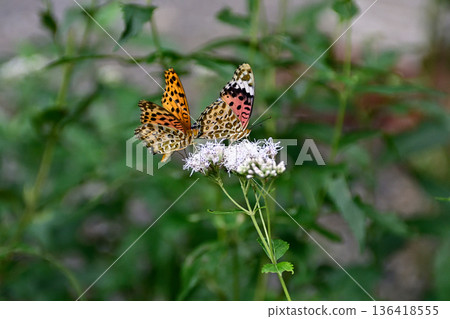 Fujibakama and Indica fritillary (courtship behavior) at Kagedo (Gyoganji Temple) Fujibakama and Indica fritillary (courtship behavior) at Kagedo (Gyoganji Temple) 136418555