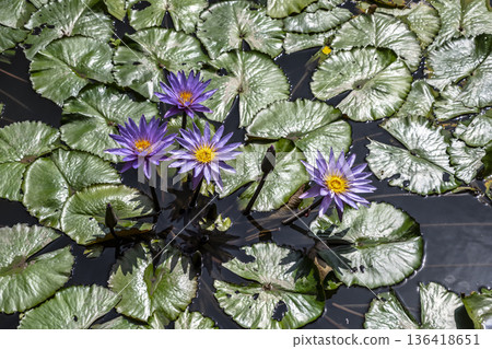 Colorful aquatic plants in bright sunlight. Vivid aquatic garden showcasing blooming purple lilies among shining green leaves under sunny skies Colorful aquatic plants in bright sunlight. Vivid aquatic garden showcasing blooming purple lilies among shining green leaves under sunny skies 136418651