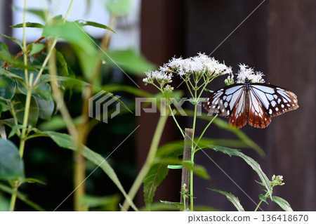 Fujibakama and the Chestnut Butterfly at Gyoganji Temple Fujibakama and the Chestnut Butterfly at Gyoganji Temple 136418670