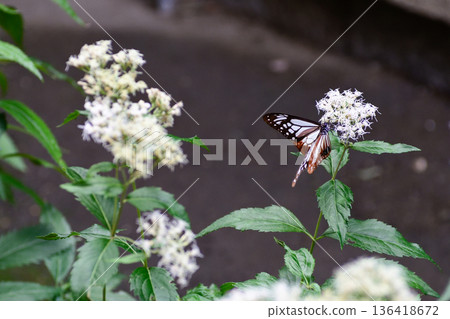 Fujibakama and the Chestnut Butterfly at Gyoganji Temple Fujibakama and the Chestnut Butterfly at Gyoganji Temple 136418672