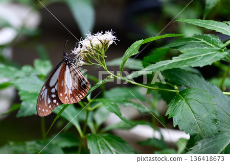 Fujibakama and the Chestnut Butterfly at Gyoganji Temple 136418673