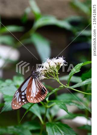Fujibakama and the Chestnut Butterfly at Gyoganji Temple 136418675
