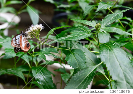 Fujibakama and the Chestnut Butterfly at Gyoganji Temple 136418676