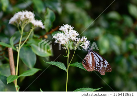 藤袴與慶願寺的栗蝶 136418681