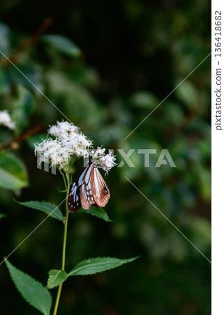 Fujibakama and the Chestnut Butterfly at Gyoganji Temple Fujibakama and the Chestnut Butterfly at Gyoganji Temple 136418682