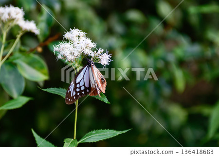 Fujibakama and the Chestnut Butterfly at Gyoganji Temple Fujibakama and the Chestnut Butterfly at Gyoganji Temple 136418683