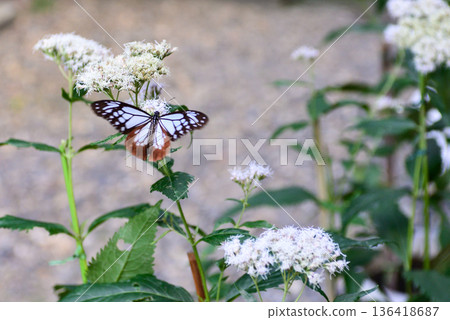 Fujibakama and the Chestnut Butterfly at Gyoganji Temple Fujibakama and the Chestnut Butterfly at Gyoganji Temple 136418687