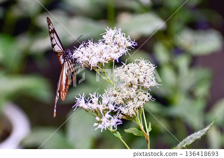 Fujibakama and the Chestnut Butterfly at Gyoganji Temple Fujibakama and the Chestnut Butterfly at Gyoganji Temple 136418693