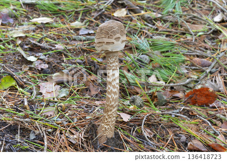 Karakasatake 136418723