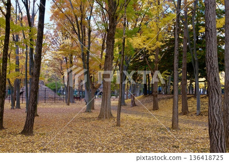 秋季的城北中央公園 136418725