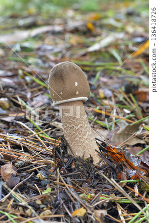 Macrolepiota的Procera 136418726