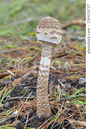 Macrolepiota的Procera 136418727