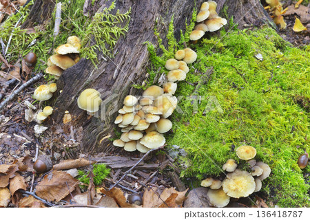 Nigakitake Nigakitake 136418787