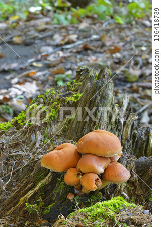 Kuritake Kuritake 136418789