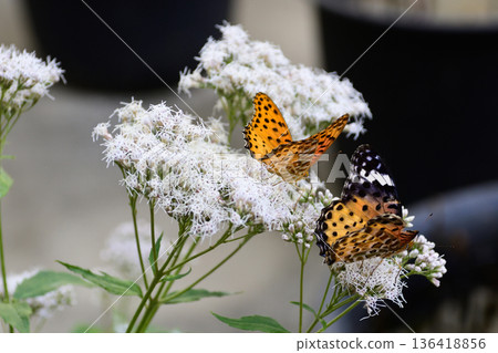 Fujibakama and Indica fritillary (courtship behavior) at Kagedo (Gyoganji Temple) 136418856