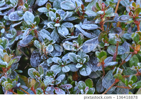 Frost Azalea Frost Azalea 136418878