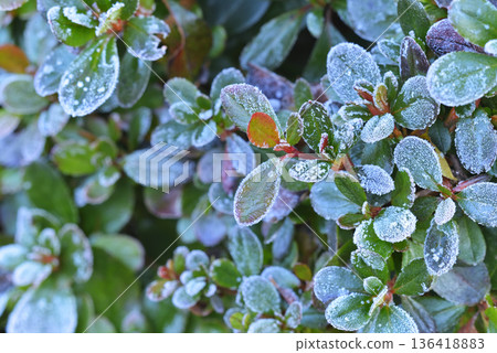 Frost Azalea Frost Azalea 136418883