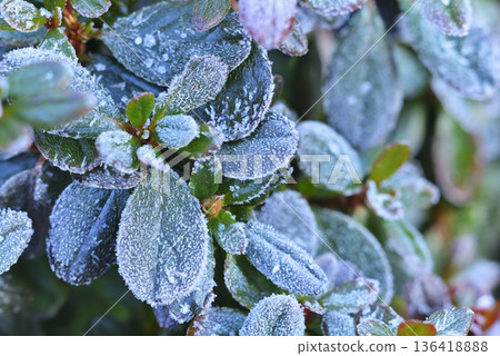 Frost Azalea Frost Azalea 136418888