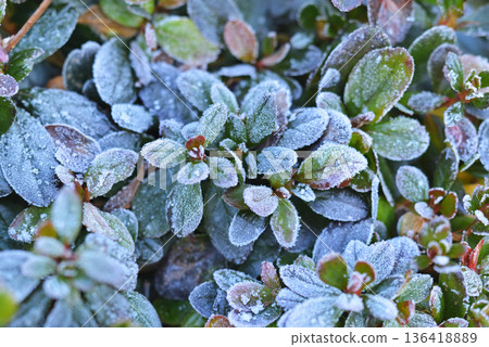 Frost Azalea Frost Azalea 136418889