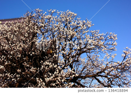 二月初盛開的白梅花和福藏院正殿(2) 二月初盛開的白梅花和福藏院正殿(2) 136418894