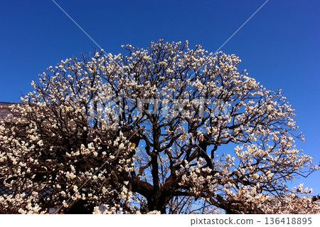 二月初，福藏院寺院和正殿內盛開的白梅花（3） 136418895