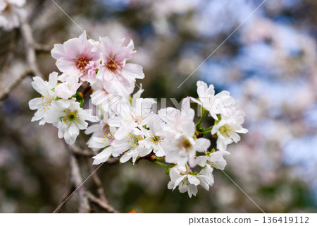 Kyoto Gyoen National Garden Keio Sakura Kyoto Gyoen National Garden Keio Sakura 136419112