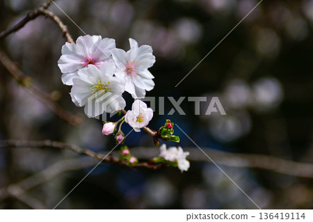 Kyoto Gyoen National Garden Keio Sakura Kyoto Gyoen National Garden Keio Sakura 136419114