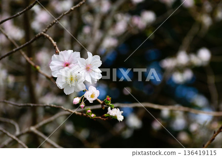 Kyoto Gyoen National Garden Keio Sakura Kyoto Gyoen National Garden Keio Sakura 136419115