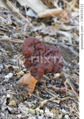 Shagima Amigasatake 136419132