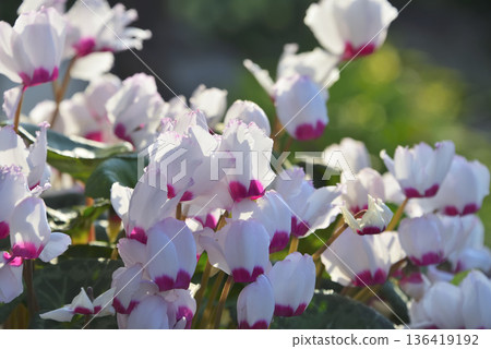 Cyclamen Cyclamen 136419192