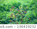 Red berries and flowers of hypericum shining with morning dew 136419232