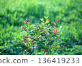 Red berries and flowers of hypericum shining with morning dew 136419233