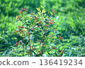 Red berries and flowers of hypericum shining with morning dew 136419234
